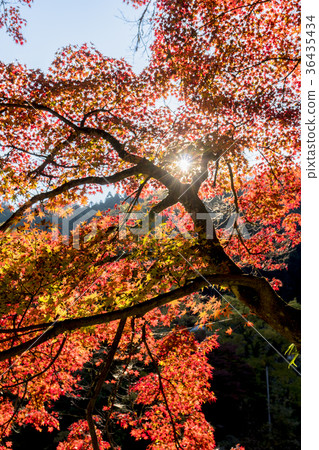 Beautiful autumnal scenery of Kaarashii Beautiful autumnal scenery of Kaarashii 36435434
