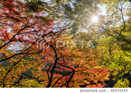 Beautiful autumnal scenery of Kaarashii Beautiful autumnal scenery of Kaarashii 36435435