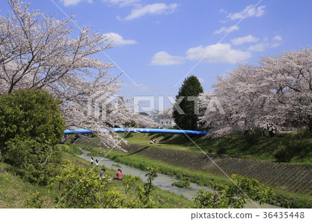Sakura and Iwasaki River 1 Sakura and Iwasaki River 1 36435448