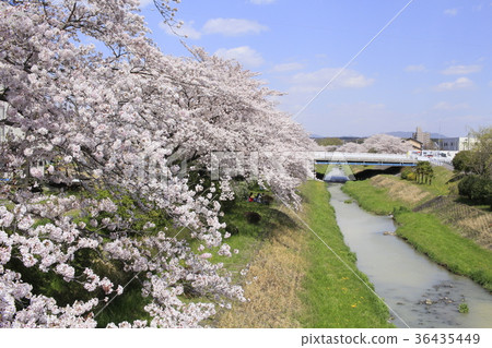櫻花和岩崎河10 櫻花和岩崎河10 36435449