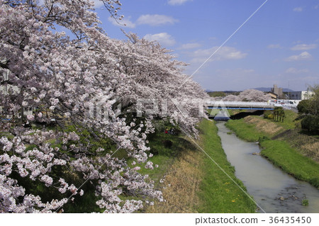 櫻花和岩崎河11 36435450