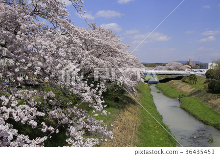 櫻花和岩崎河12 櫻花和岩崎河12 36435451