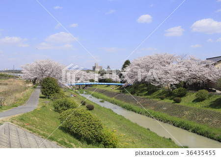 Sakura和Iwasakigawa 4 Sakura和Iwasakigawa 4 36435455
