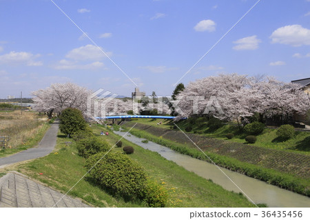 櫻花和岩崎河5 36435456