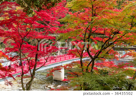 Beautiful autumn leaves of Kaarashii Beautiful autumn leaves of Kaarashii 36435502