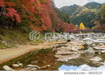 Beautiful autumn leaves along the Yodogawa 36435527
