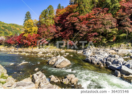 Beautiful autumn leaves along the Yodogawa Beautiful autumn leaves along the Yodogawa 36435546