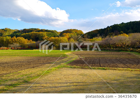 Autumn Satoyama Shadow of a tree extending to a small diameter a 36435670