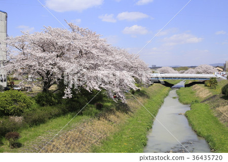 Sakura and Iwasakigawa 7 Sakura and Iwasakigawa 7 36435720