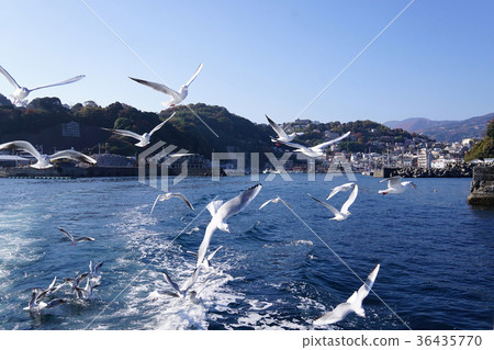 海鷗 海鷗 36435770