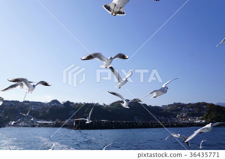 海鷗 海鷗 36435771