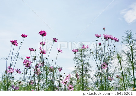 泰國王國Rama 9公園,粉紅色波斯菊 泰國王國Rama 9公園,粉紅色波斯菊 36436201