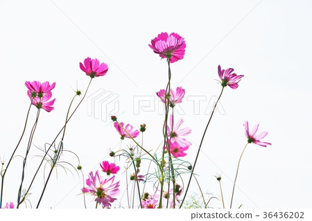 粉色波斯菊(粉色宇宙) 粉色波斯菊(粉色宇宙) 36436202