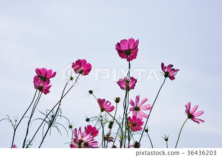Pink Cosmos (Pink Cosmos) Pink Cosmos (Pink Cosmos) 36436203