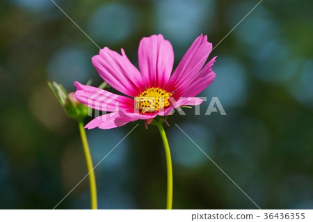 泰國王國Rama 9公園,粉紅色波斯菊 泰國王國Rama 9公園,粉紅色波斯菊 36436355