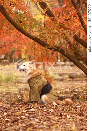 Dog dressed in autumn leaves and kimono 36437060