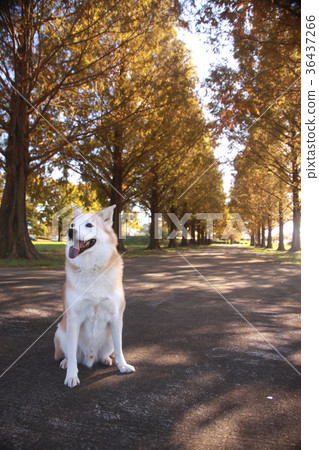 Dog sitting in autumn leaves and smile Dog sitting in autumn leaves and smile 36437266