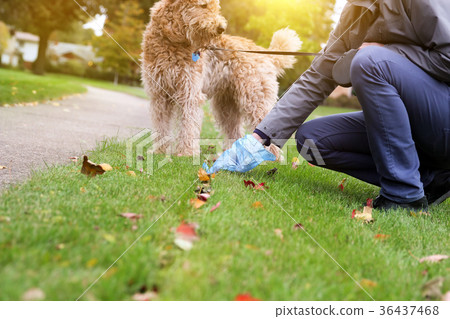 Man  Picking up / cleaning up dog droppings 36437468
