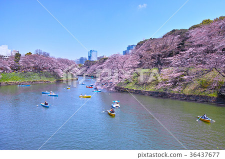 Cherry blossoms in Tokyo's Chidori Gamo 36437677