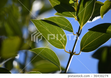 Yabunicha leaves 36438274