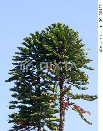 Jurassic Tree (Wollemi-matsu) Jurassic Tree (Wollemi-matsu) 36438466