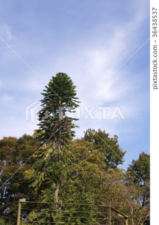 侏羅紀樹(Wollemi-matsu) 侏羅紀樹(Wollemi-matsu) 36438537