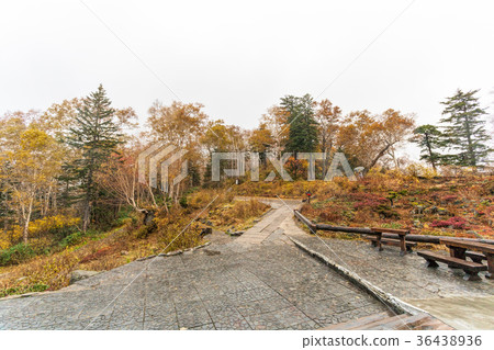 層雲峽(十月黑田站秋葉) 層雲峽(十月黑田站秋葉) 36438936