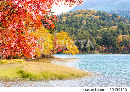 On neto (October Autumn leaves fall) On neto (October Autumn leaves fall) 36439120
