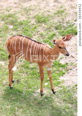 Nyala of animal in safari. 36439452