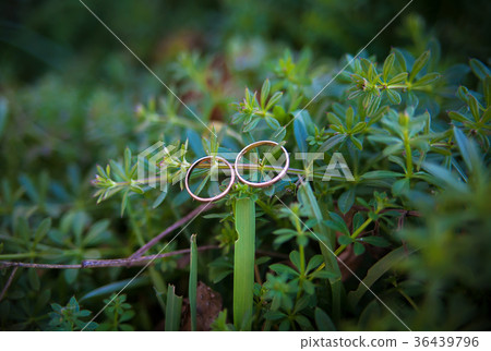 Green plant and wedding rings 36439796