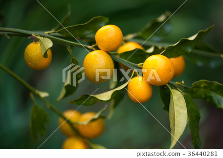 金橘 36440281