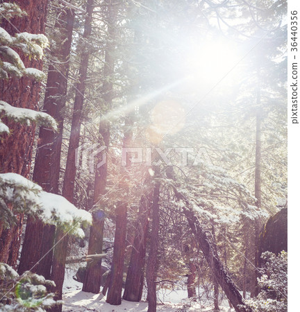 Winter forest Winter forest 36440356