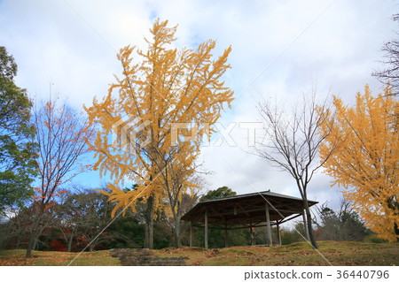 Ginkgo biloba Ginkgo biloba 36440796