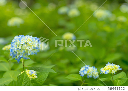  hydrangea 36441122