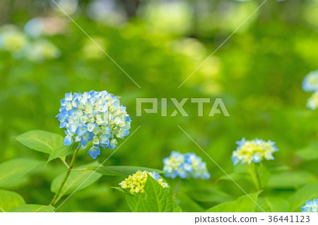  hydrangea 36441123