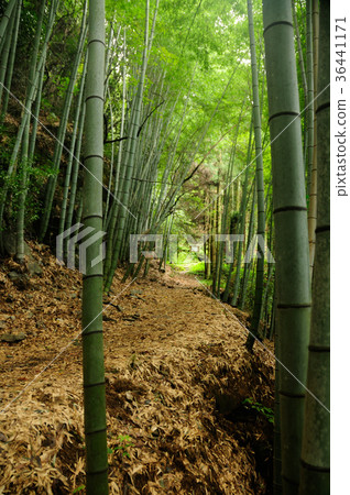 Kumano Kodo Fujikakusaka 36441171