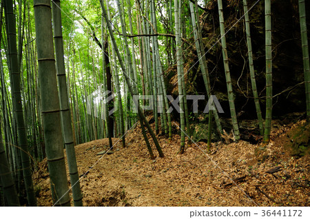 Kumano Kodo Fujikakusaka 36441172