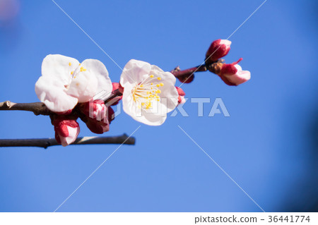 Plum blossom close-up 36441774