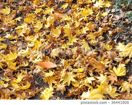 槭樹紅色葉子落葉葉子 槭樹紅色葉子落葉葉子 36441808