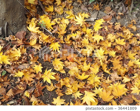 槭樹紅色葉子落葉葉子 槭樹紅色葉子落葉葉子 36441809