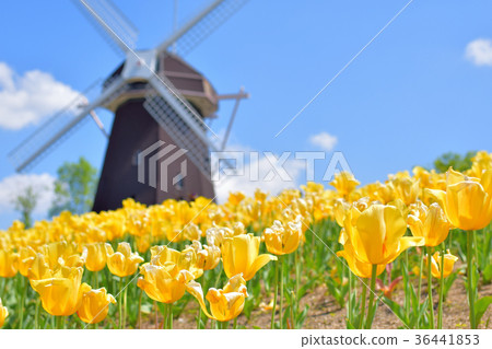 Windmill 36441853