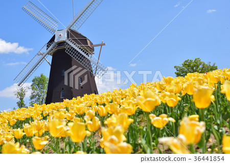 Windmill Windmill 36441854