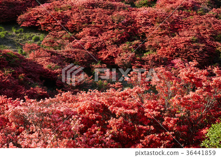 Azalea at the summit of Yamato-Tsubakiyama 36441859