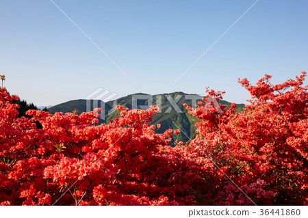 Azalea at the summit of Yamato-Tsubakiyama Azalea at the summit of Yamato-Tsubakiyama 36441860