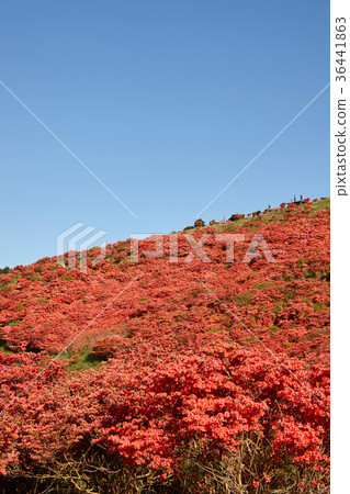 Azalea at the summit of Yamato-Tsubakiyama Azalea at the summit of Yamato-Tsubakiyama 36441863