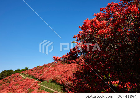 Azalea at the summit of Yamato-Tsubakiyama Azalea at the summit of Yamato-Tsubakiyama 36441864