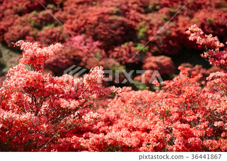 Azalea at the summit of Yamato-Tsubakiyama Azalea at the summit of Yamato-Tsubakiyama 36441867