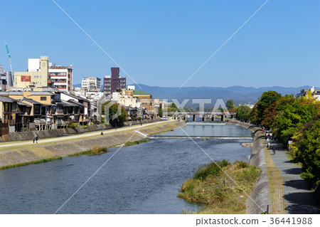 鴨川和三條橋 36441988