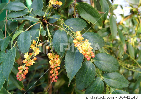 罕見的紅色花 36442148