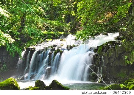 Tateshina Otaki Summer stream 36442509